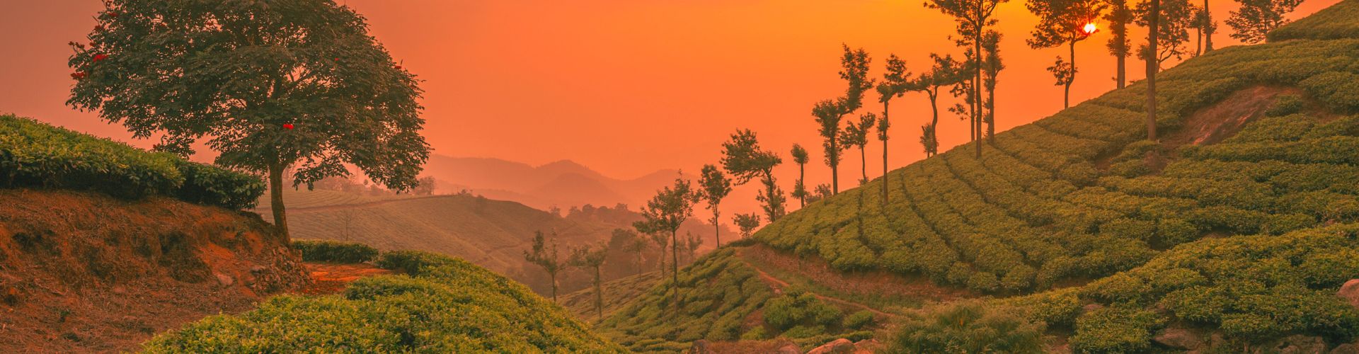 Kerala Tourism – The Ultimate Travel Guide to God's Own Country